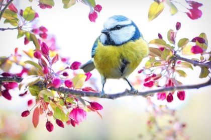 small bird on flowering branch