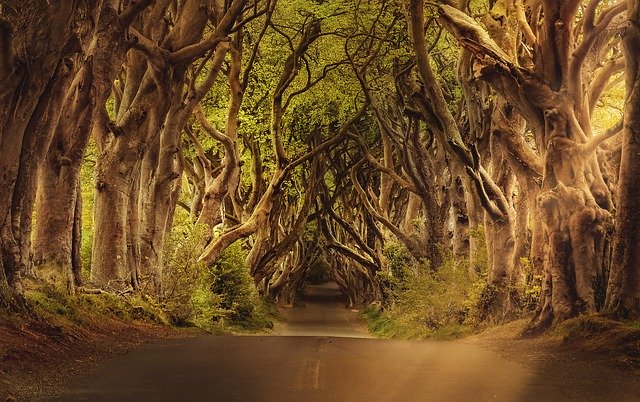 forest with trees on path