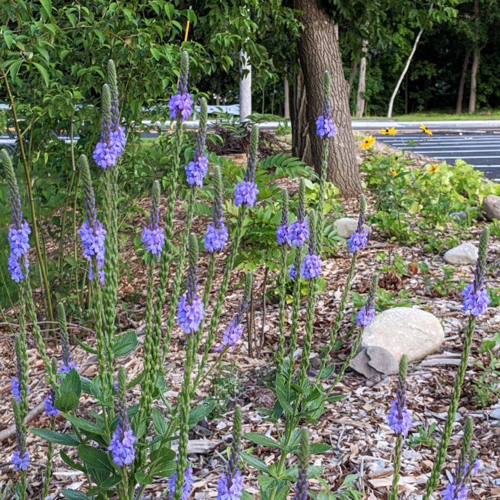 Picture showing purple flowering plants at the edge of the church parking lot