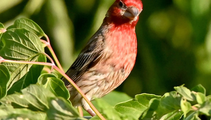 close-up of house finch
