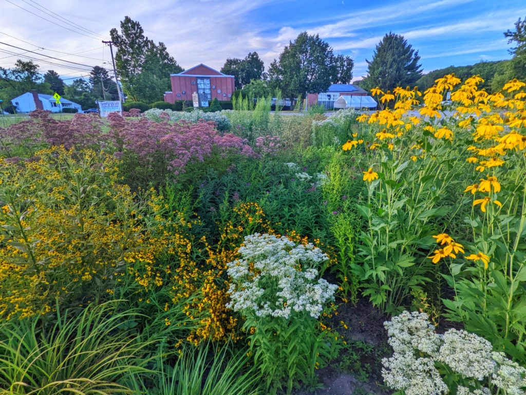 picture showing flowering rain garden in front of UUCW with church in the background